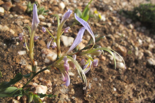 Image of Babiana sinuata by (c) James Deacon, some rights reserved (CC BY-SA)