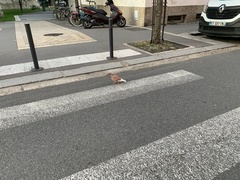 Columba livia domestica