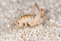Ceuthophilus fossor