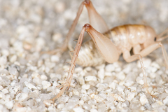 Ceuthophilus fossor