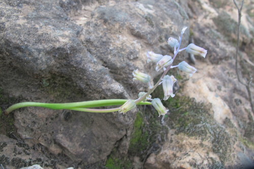 Lachenalia bolusii