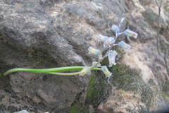 Lachenalia bolusii