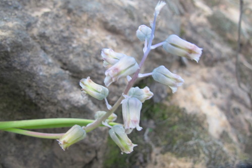 Lachenalia bolusii