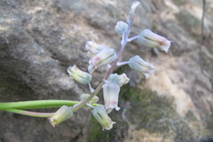 Lachenalia bolusii