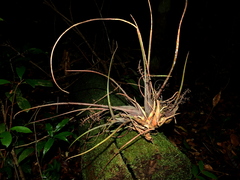 Araeococcus flagellifolius