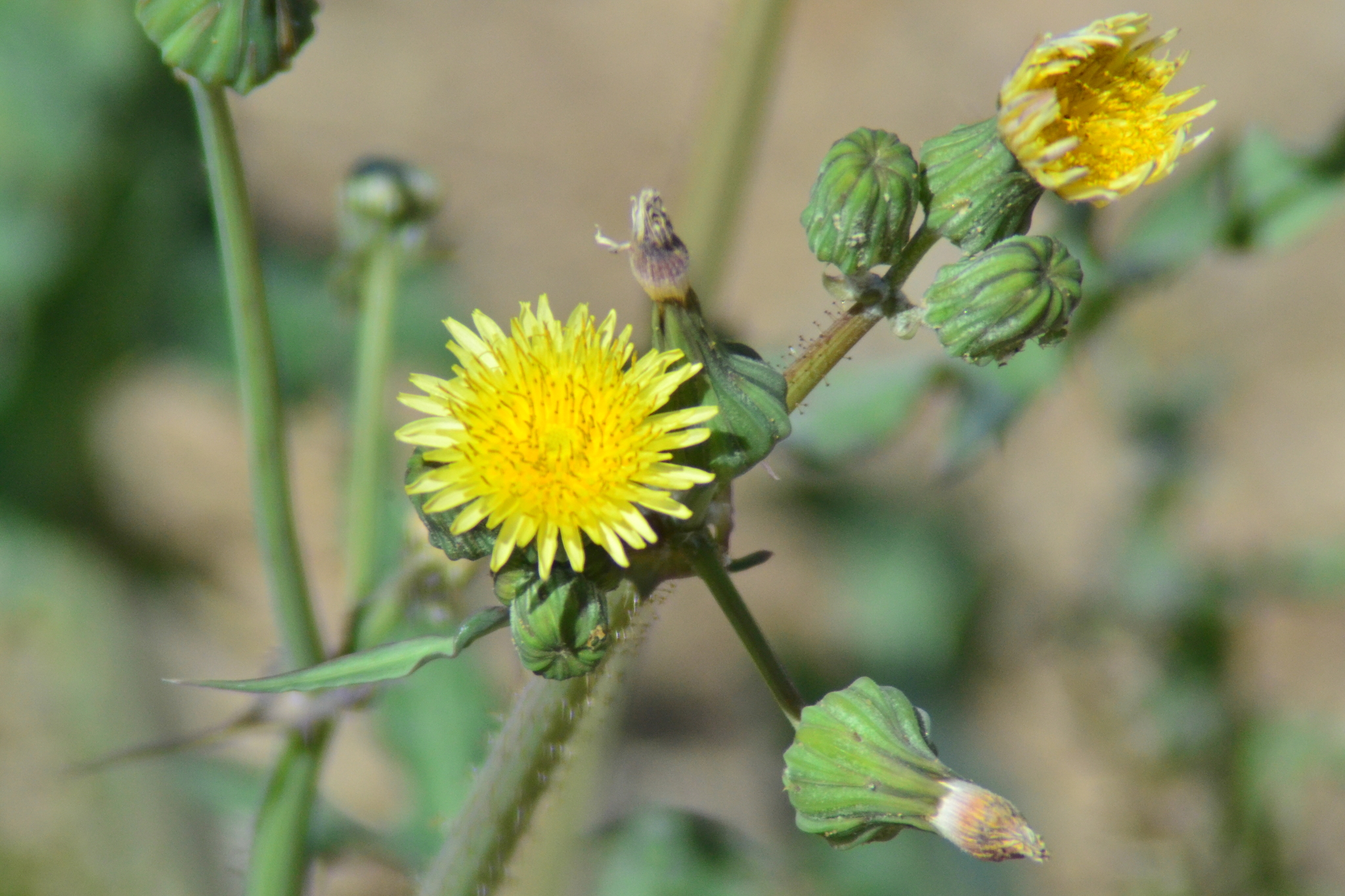 Sonchus oleraceus