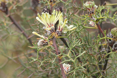 Petrophile divaricata