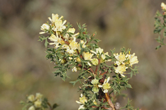 Petrophile squamata