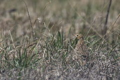 Anthus spragueii