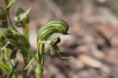 Pterostylis sargentii
