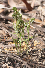 Pterostylis sargentii