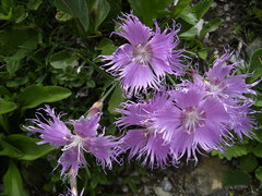 Dianthus sternbergii