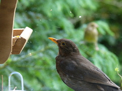 Turdus merula