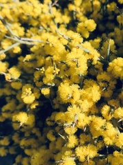 Acacia spinescens