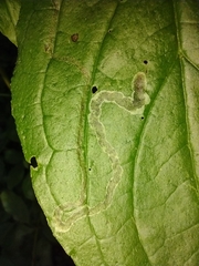 Phytomyza agromyzina group