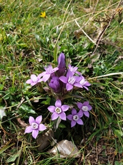 Gentianella anisodonta
