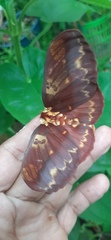 Citheronia phoronea