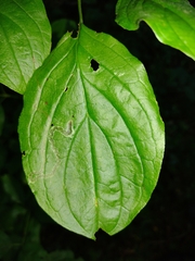 Phytomyza agromyzina group