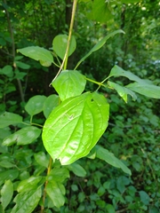 Phytomyza agromyzina group