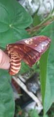Citheronia phoronea