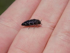 Acmaeodera ornatoides