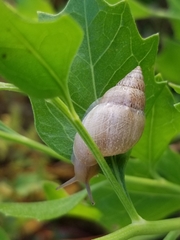 Bulimulus bonariensis image