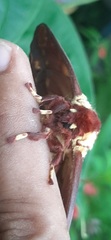 Citheronia phoronea