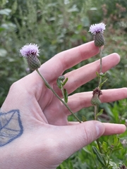 Cirsium arvense