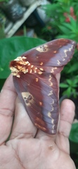 Citheronia phoronea
