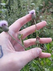 Cirsium arvense