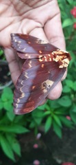 Citheronia phoronea