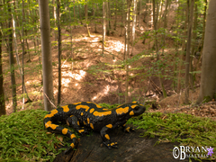 Salamandra salamandra