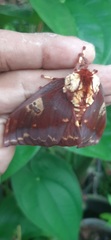 Citheronia phoronea