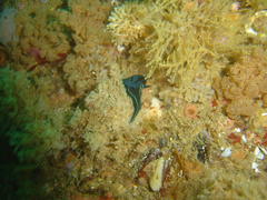 Tambja capensis