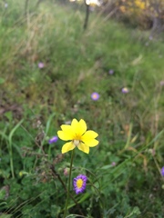 Goodenia pinnatifida