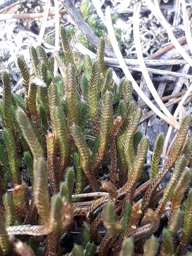 Selaginella sibirica iNat (1)