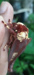 Citheronia phoronea