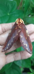 Citheronia phoronea