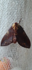 Citheronia phoronea