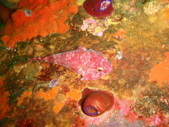 Chorisochismus dentex