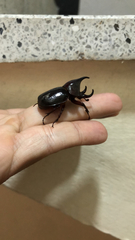 Aegopsis curvicornis