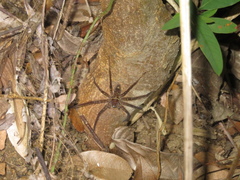 Heteropoda amphora