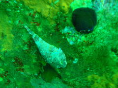 Chorisochismus dentex