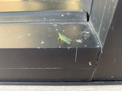 Rhynchomitra recurva