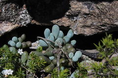 Curio crassulifolius