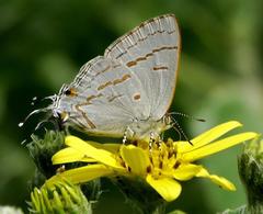 Hypolycaena philippus philippus