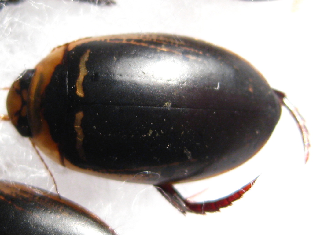 Hydaticus