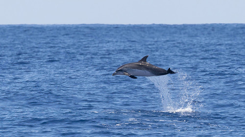 Atlantic Spotted Dolphin