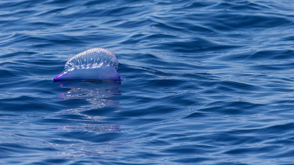 Man o' war sail on blue Atlantic water near Ponta Delgada