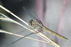 Orthetrum guineense